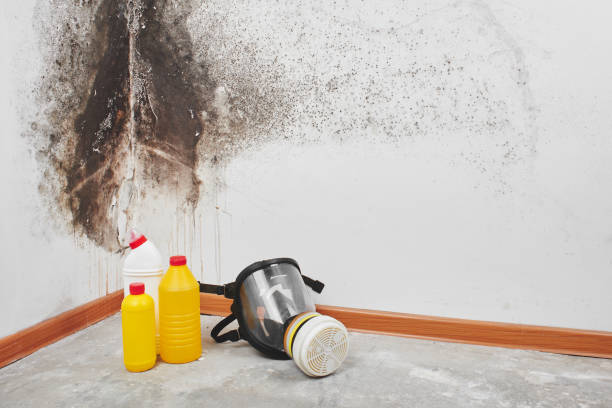 Best Affordable Mold Removal  in Mec, CA