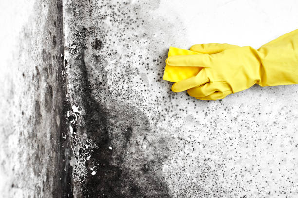 Best Certified Mold Removal  in Mec, CA