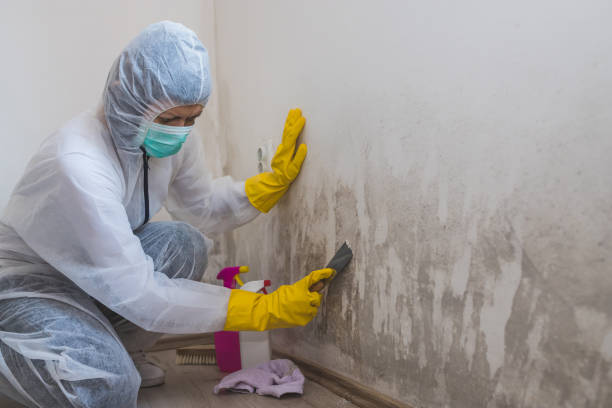 Best Mold Cleaning Services  in Mec, CA