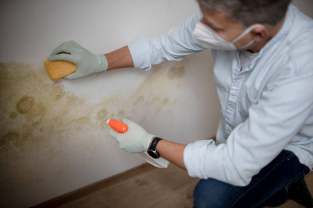 Best Crawl Space Mold Removal  in Mec, CA