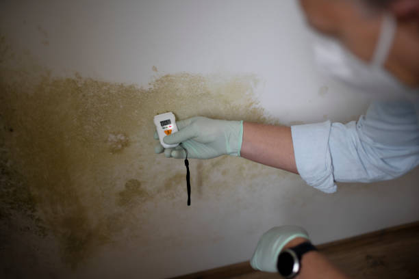 Best Mold Removal Near Me  in Mec, CA