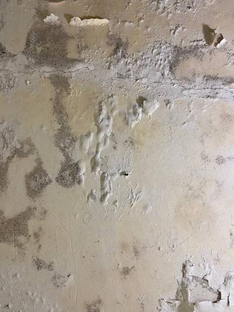 Best Mold Removal Process  in Mec, CA