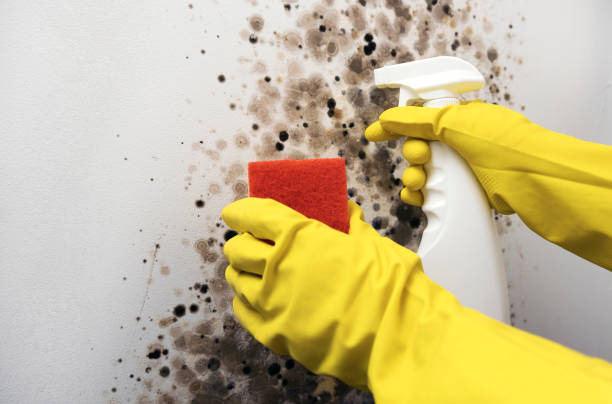 Best Commercial Mold Removal  in Mec, CA