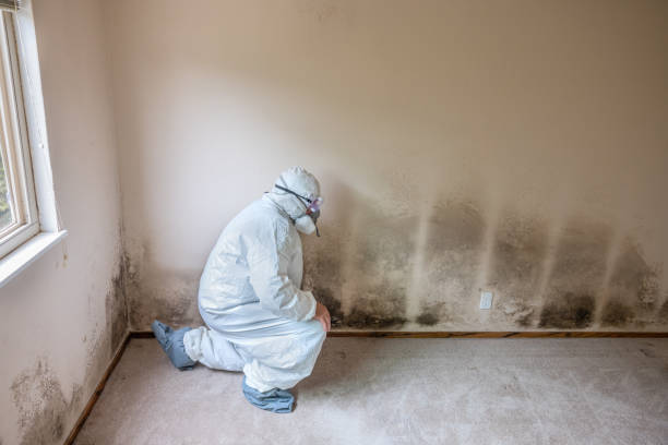 Best Mold Removal Company Near Me  in Mec, CA