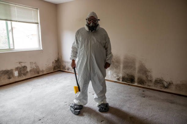 Best Mold Remediation  in Mec, CA