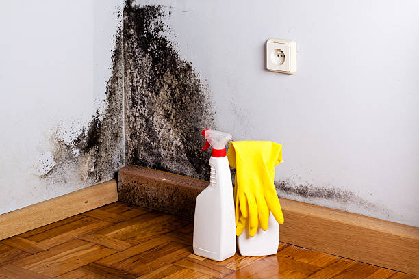 Best Attic Mold Removal  in Mec, CA
