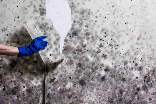 Best Office Mold Removal Services  in Mec, CA