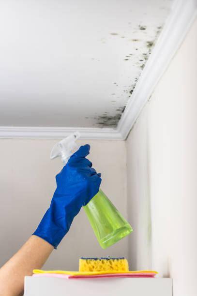 Best Mold Testing  in Mec, CA
