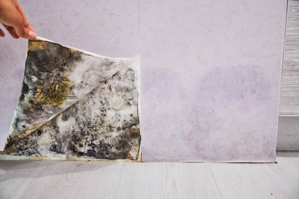 Best Best Mold Removal Companies  in Mec, CA